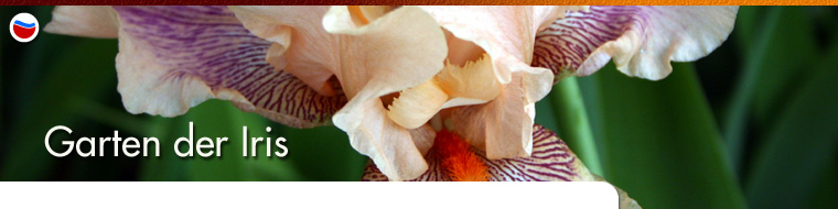 Garten der Iris